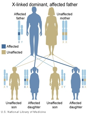 Inherited traits are determined by genes that are passed down from parent to offspring.