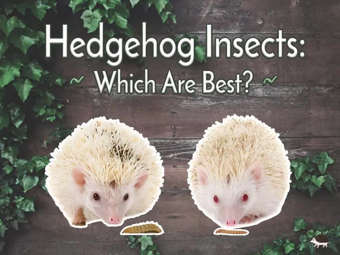 Insects are not safe for hedgehogs to eat.
