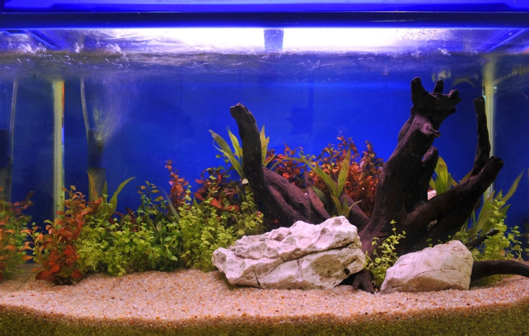 Installing an air stone for your betta is easy and only requires a few supplies.