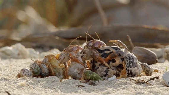 It can take a hermit crab anywhere from a few days to a few weeks to change shells.