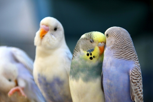 It can take up to six months to teach a budgie to talk.