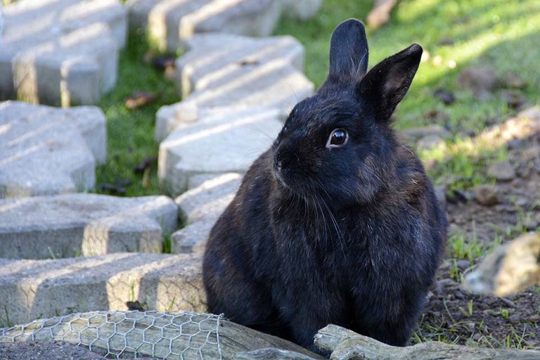 It could mean that your rabbit is territorial and is trying to mark you as its own.