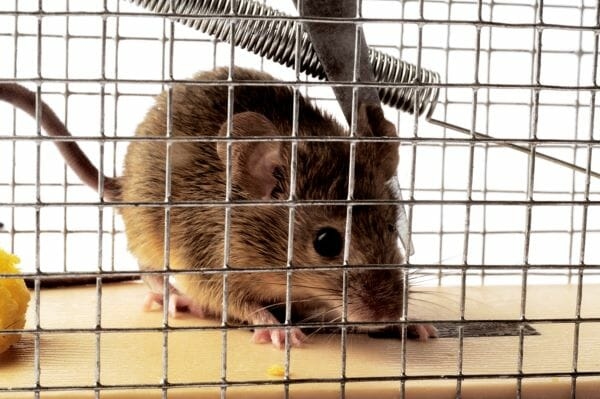 It is important to keep the cage clean to prevent attracting mice.