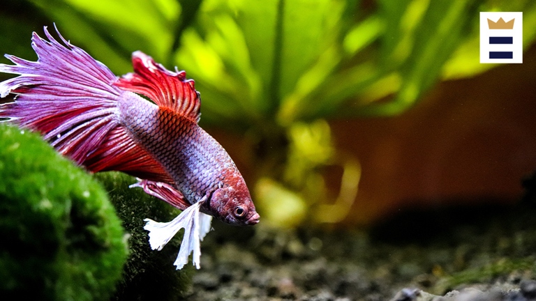 It is important to keep the water in a betta fish's tank clean and fresh by refilling it as needed.