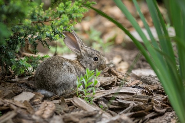 It is not recommended to feed wild baby rabbits as they are not easily domesticated.