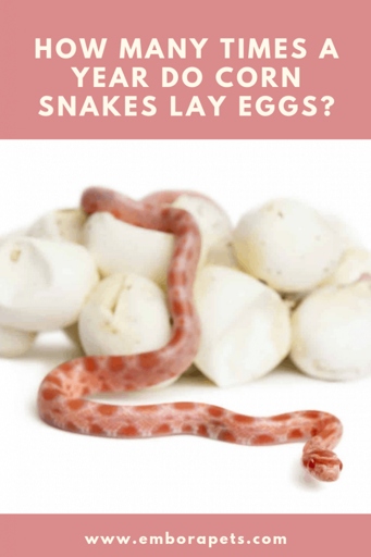 It takes a corn snake about two months to lay its eggs.