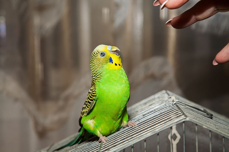 Jealousy is one of the most common reasons for budgie fighting.
