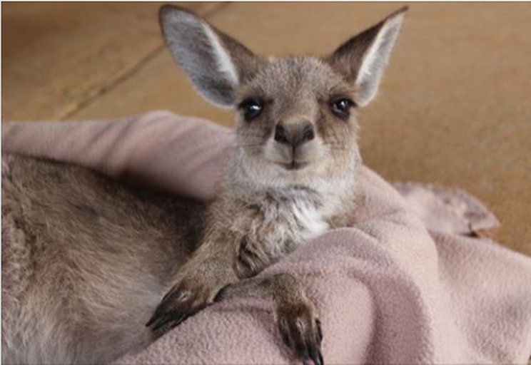 Joeys are best cared for by their mothers, but if they must be hand-reared, do so with care.