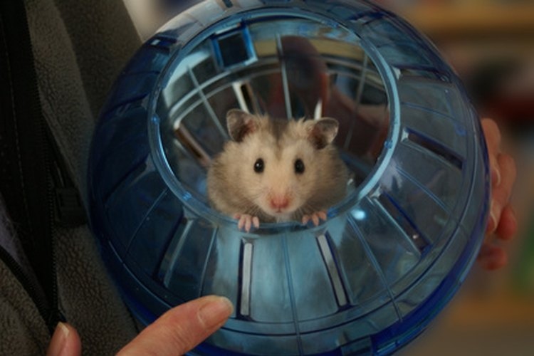 Keep your hamster in a room that's away from larger pets.
