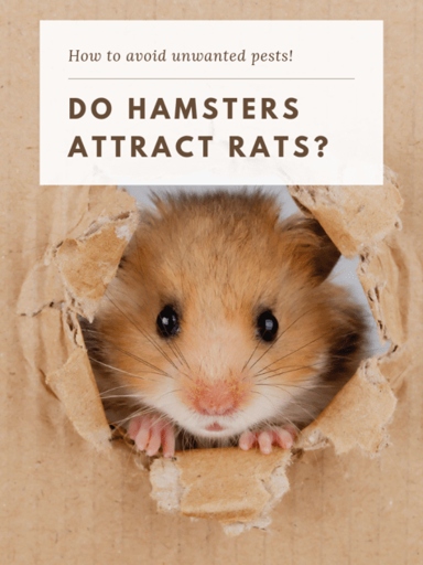 Keep your hamster's cage clean and free of food debris to avoid attracting mice.
