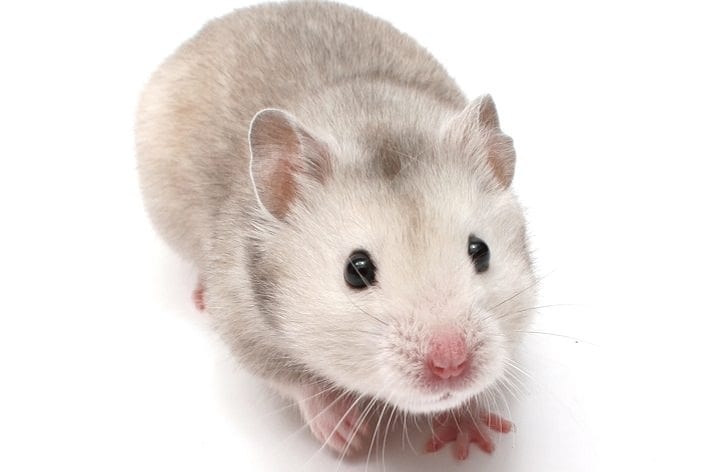 Kidney disease is a common health problem in hamsters.