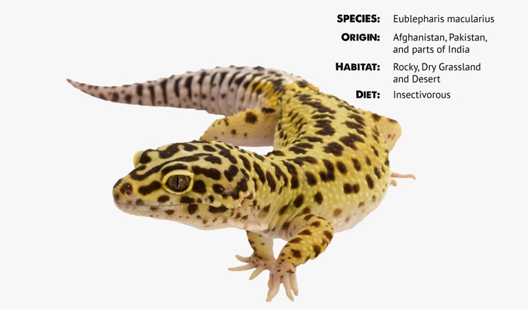 Leopard geckos are nocturnal lizards that are native to Pakistan, Afghanistan, and India.
