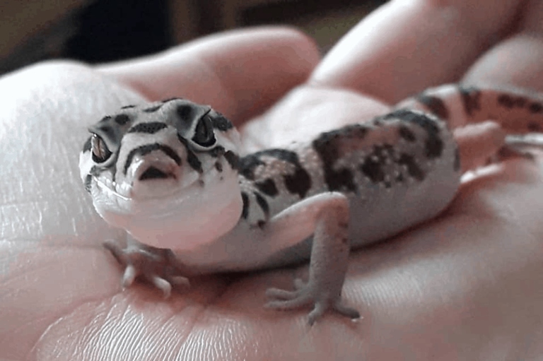 Leopard geckos can survive for long periods of time without food by using the fat stored in their tails.