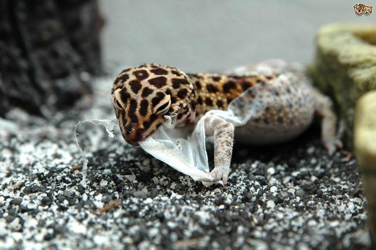 Leopard geckos eat their skin to get rid of old skin and to get nutrients.