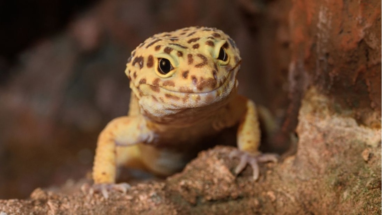 Leopard geckos will consume their skin if they are feeling stressed or if they are lacking in nutrients.