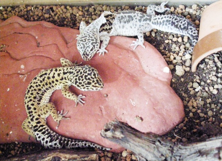 Leopard geckos will eat their skin if they are shedding.