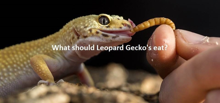 Leopard geckos will often eat their skin as it provides them with essential nutrients.