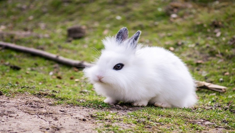 Lionhead rabbits are a small to medium sized breed.