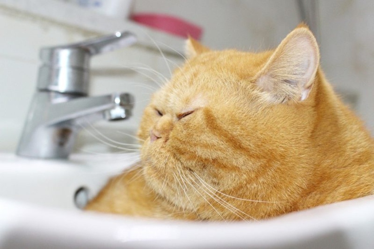 Litter box bullying is a common reason why cats pee in the sink.