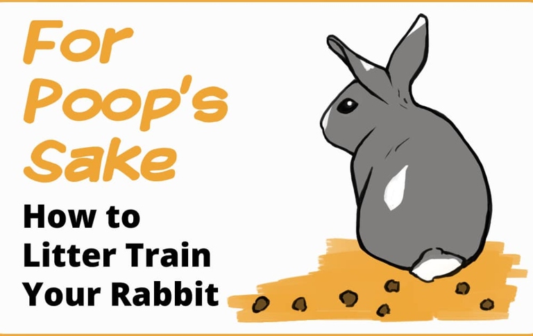 Litter training is an important part of keeping your rabbit healthy and clean.