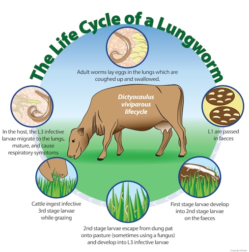Lungworm is a parasitic worm that can infect sheep and other animals.