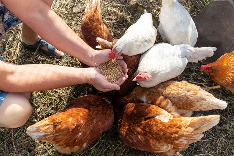 Make sure to feed your chickens regularly so they associate you with being a source of food.