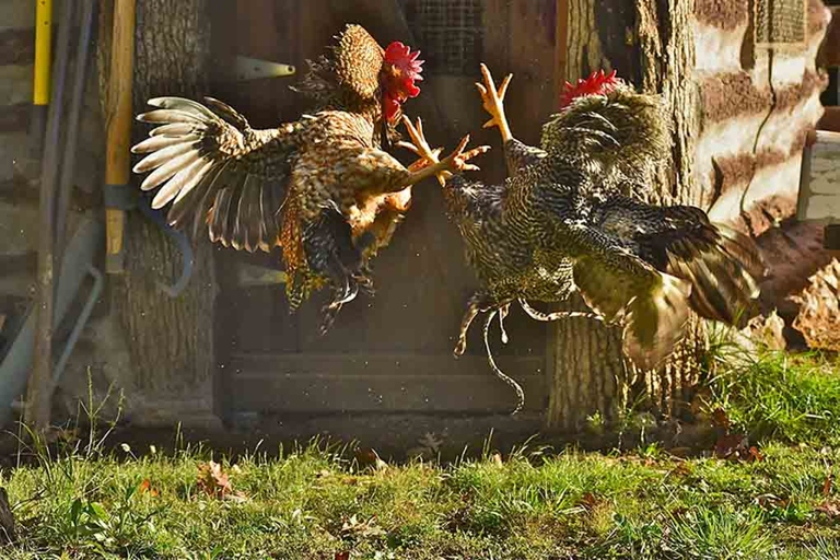 Males can be aggressive, but separating them from the flock may help.