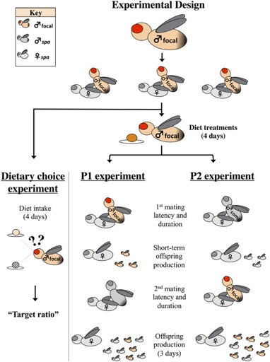 Males can mate every 10 to 14 days.