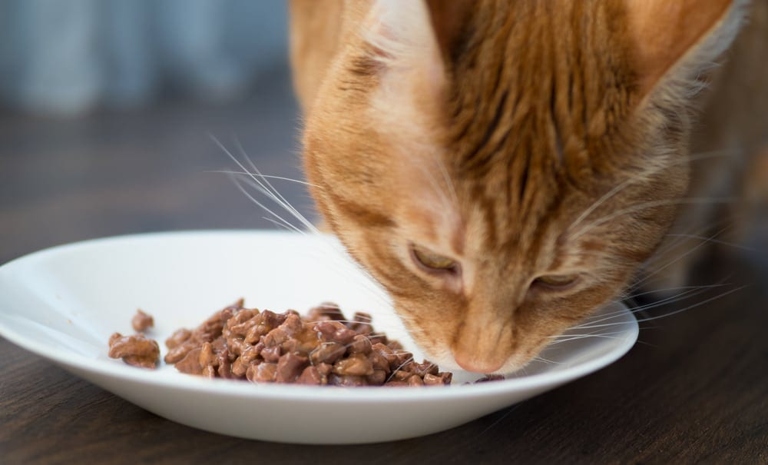 Mash the dry food with a little bit of water to make a soft food for your cat.