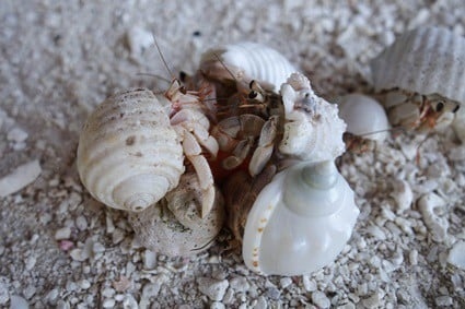 Mating among hermit crabs can be a violent process.