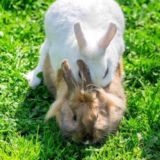 Mating can be a strenuous activity for male rabbits and sometimes they will fall over from exhaustion.