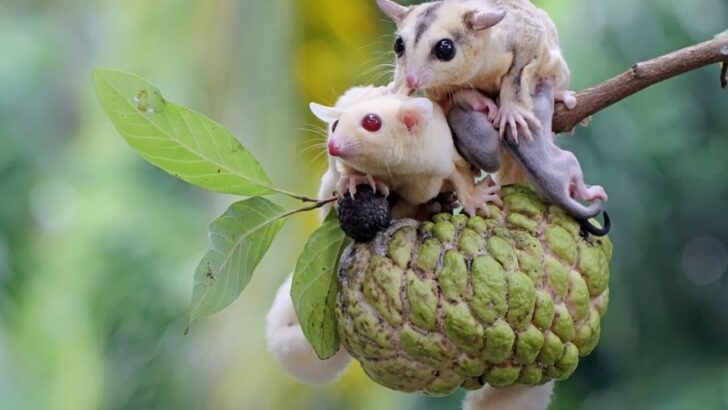 Mating season for sugar gliders is typically from March to September.