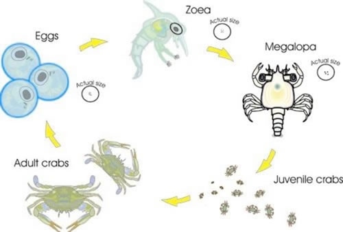 Megalopa is the final stage in a hermit crab's life cycle.
