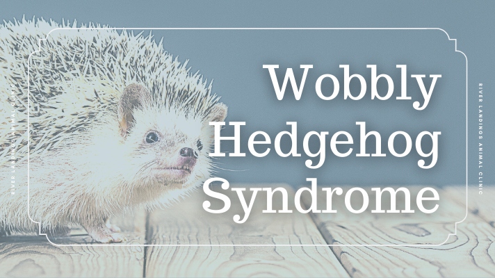 Mental stimulation is important for hedgehogs because it helps them stay active and engaged.