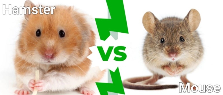 Mice and hamsters are both small rodents, but their diets are quite different.