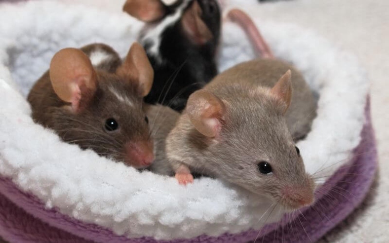 Mice can eat hamster food, but there are some pros and cons to consider.