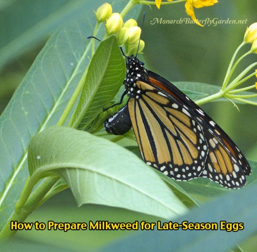 Milkweed is the only plant that monarch butterflies will lay their eggs on.