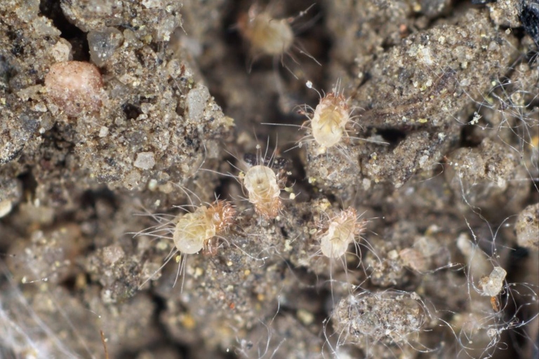Mites are tiny creatures that can infest your home and cause irritation.