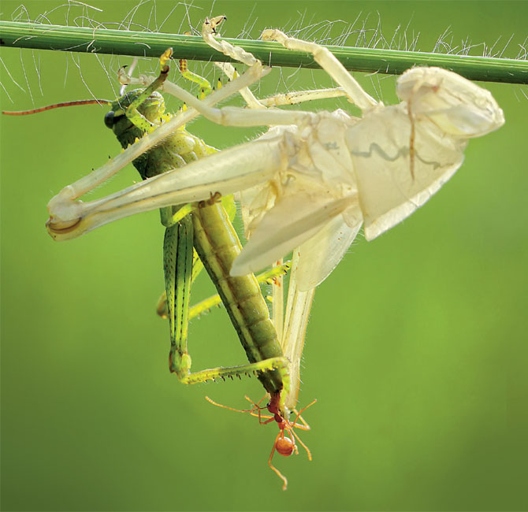 Molting is a process in which an animal sheds its exoskeleton.
