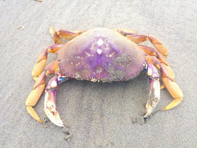 Molting is when a crab sheds its old exoskeleton and grows a new one.