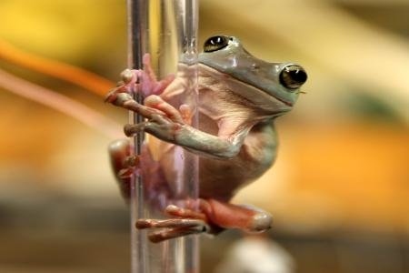 Most frogs can climb really well.