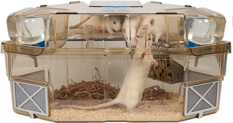 Move your rat's cage to a different location. 5.