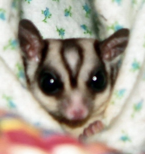 New York is one of the states where it is legal to own a sugar glider.