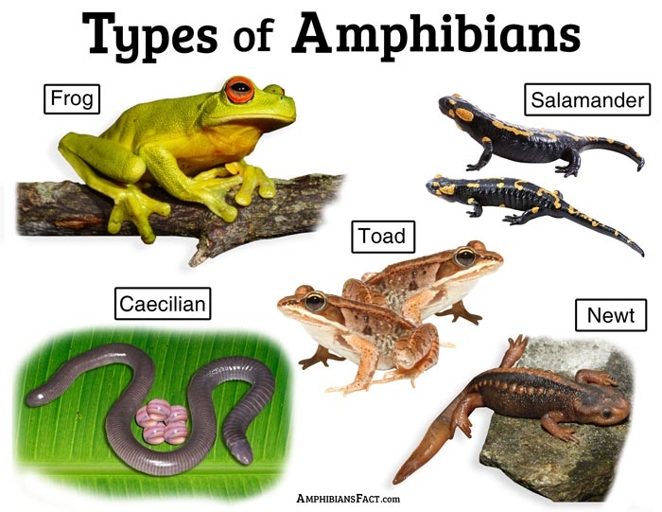 Newts and frogs are both amphibians, but they have different requirements for their habitat.