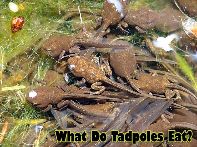 Newts and frogs can live together because they can feed on each others' tadpoles.