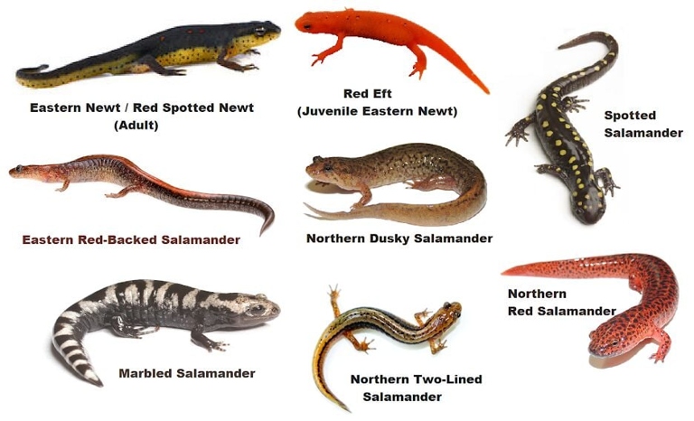 Newts and salamanders are two types of amphibians.