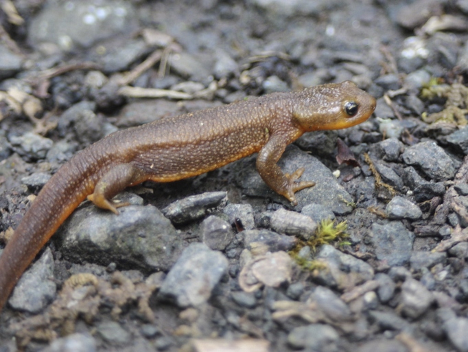 Newts are a type of salamander that can live both in water and on land.