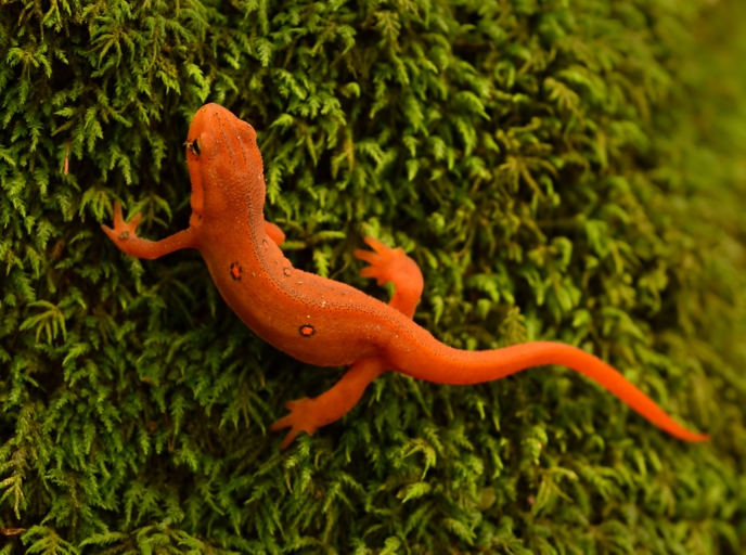 Newts are amphibians and need water to survive.
