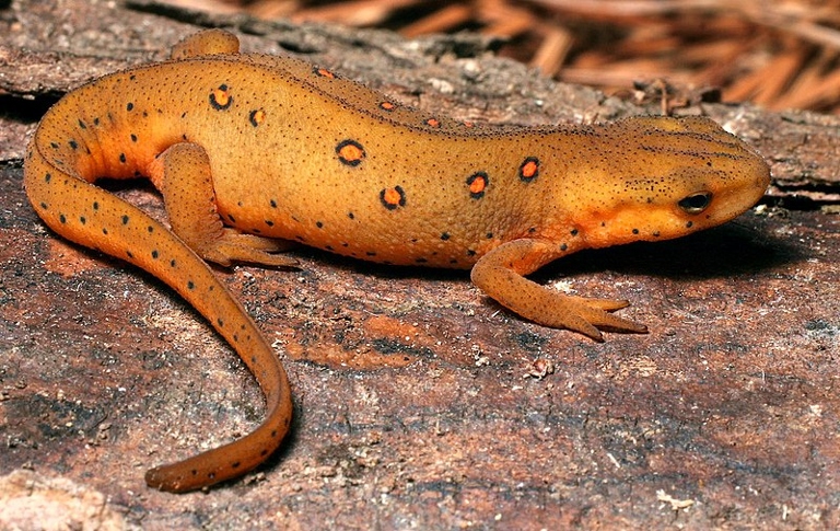 Newts are amphibians that spend most of their time on land, but return to water to breed.