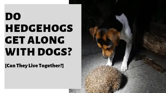 No, a dog cannot kill a hedgehog.